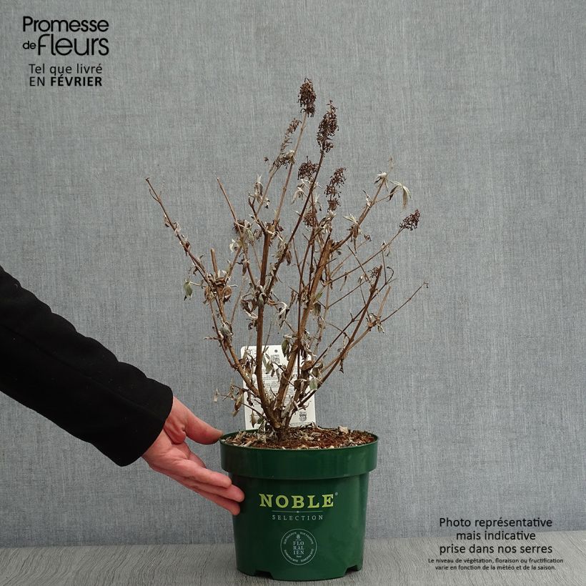 Albero delle farfalle Argus White Vaso da 3L/4L esemplare consegnato in inverno