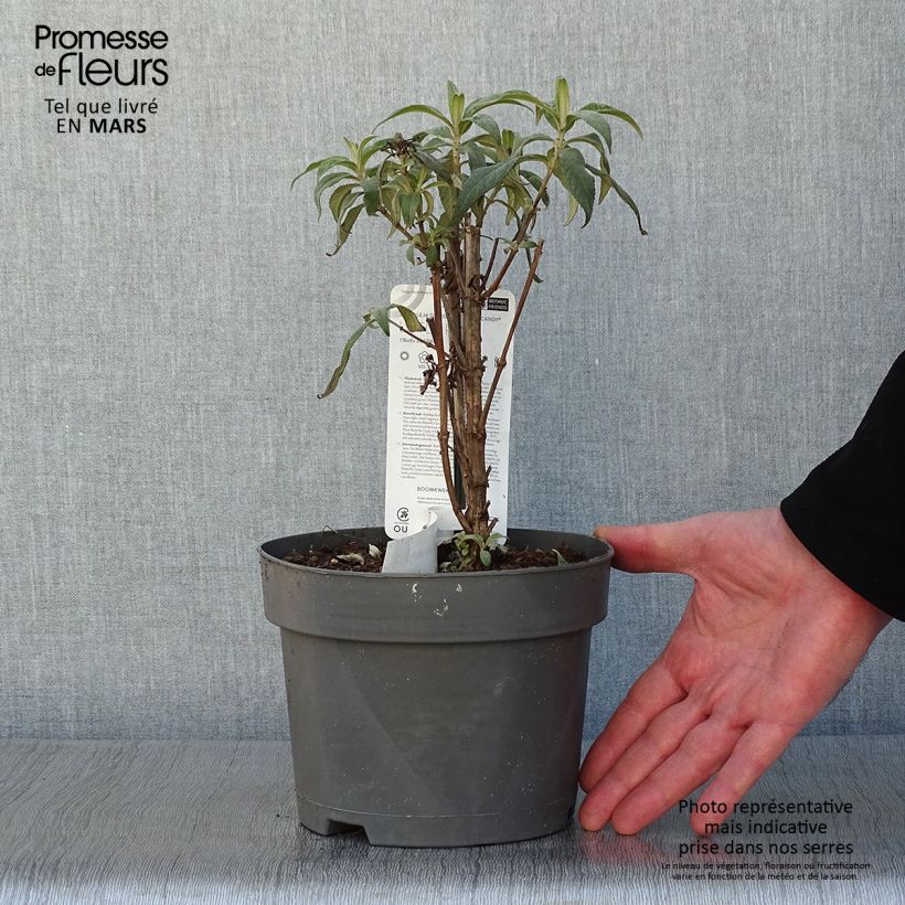 Albero delle farfalle Butterfly Candy Little Pink Vaso da 3L/4L esemplare consegnato in inverno