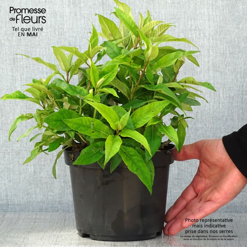 Albero delle farfalle Butterfly Candy Little Pink Vaso da 3L/4L esemplare consegnato in primavera