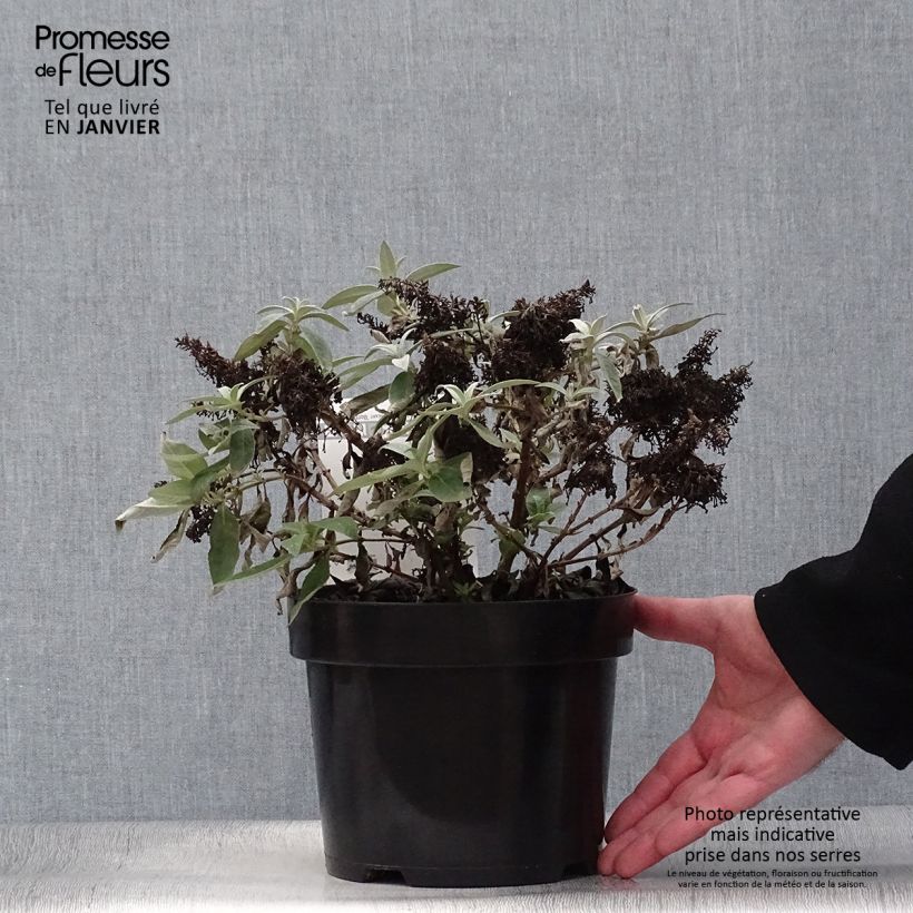 Albero delle farfalle Butterfly Candy Lila Sweetheart Vaso da 3L/4L esemplare consegnato in inverno