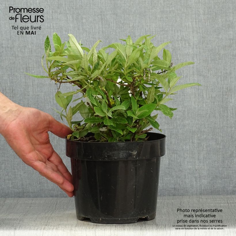 Albero delle farfalle Butterfly Candy Lila Sweetheart Vaso da 3L/4L esemplare consegnato in primavera