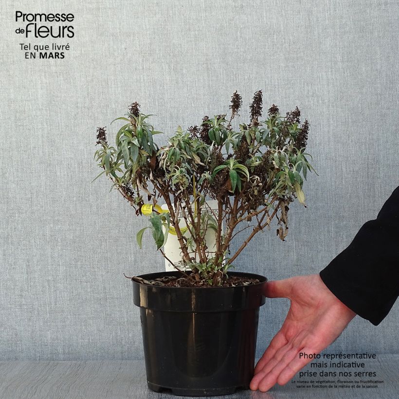 Albero delle farfalle Butterfly Candy Little Lila Vaso da 3L/4L esemplare consegnato in inverno