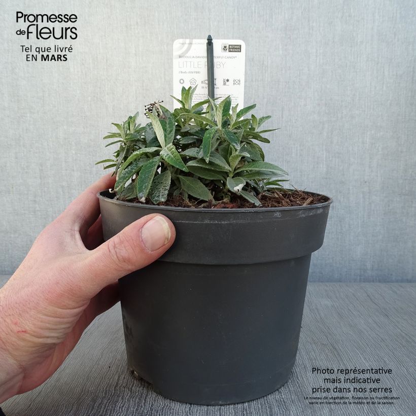 Albero delle farfalle Butterfly Candy Little Ruby Vaso da 3L/4L esemplare consegnato in inverno