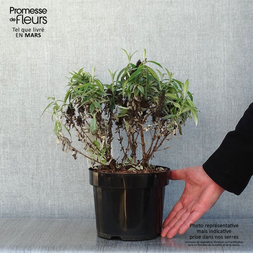 Albero delle farfalle Butterfly Candy Little White Vaso da 3L/4L esemplare consegnato in inverno