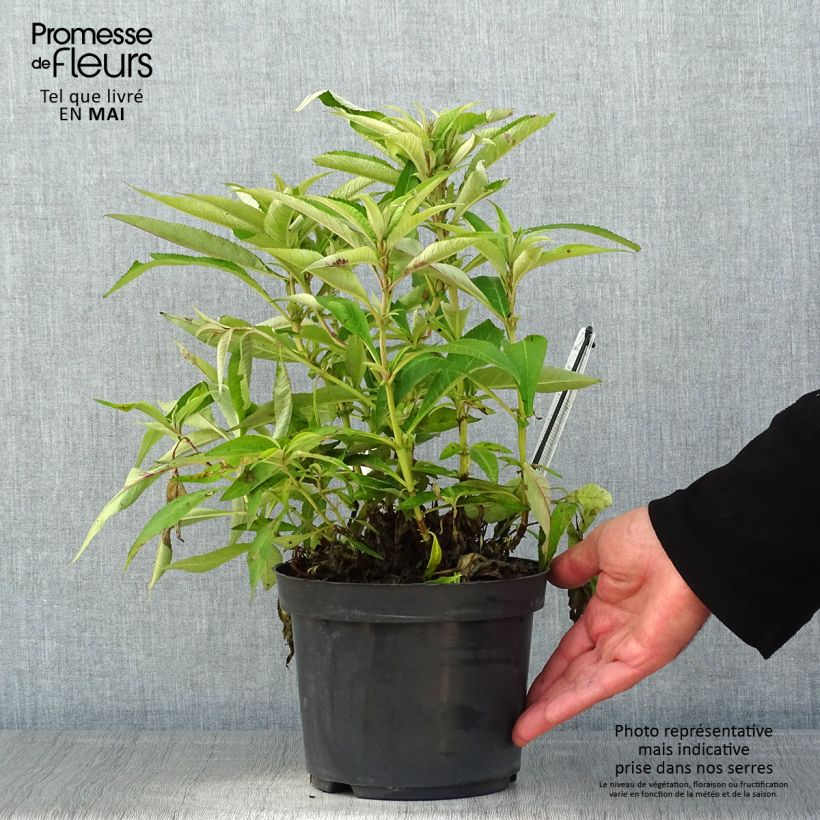 Albero delle farfalle Butterfly Candy Little Purple Vaso da 3L/4L esemplare consegnato in primavera