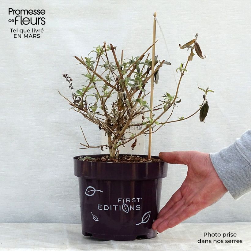 Albero delle farfalle Groovy Grape Vaso da 3L/4L esemplare consegnato in primavera