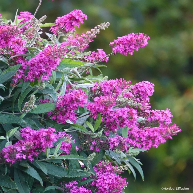 Buddleja davidii Tiny Buddy Hot Pink - Albero delle farfalle (Fioritura)