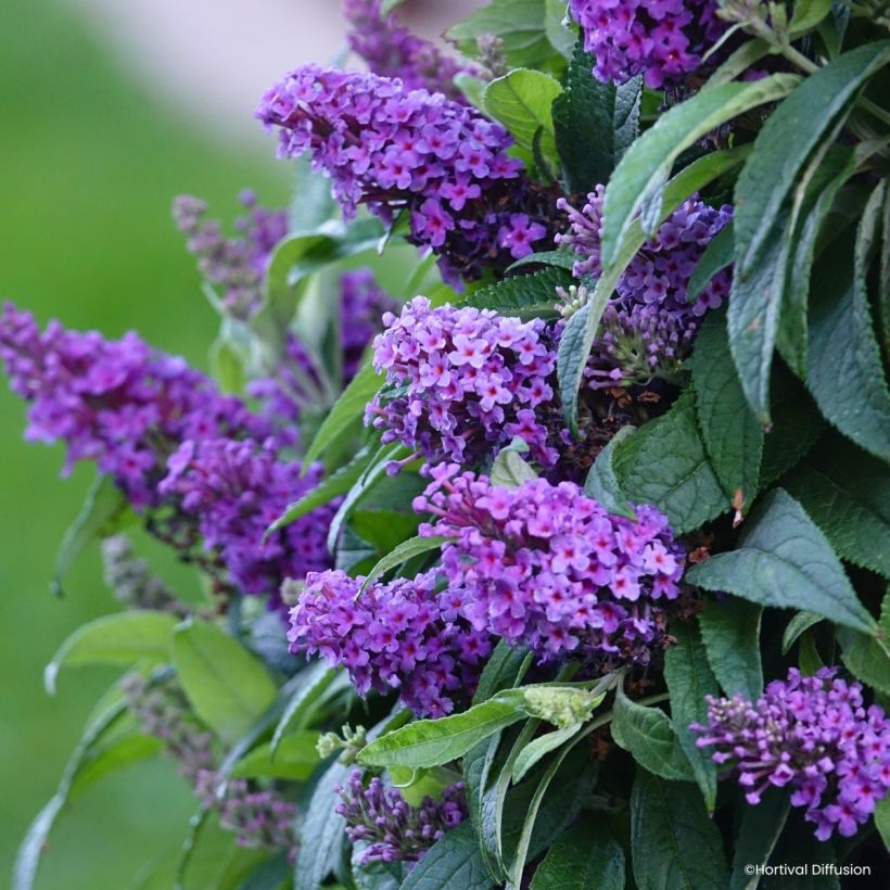 Buddleja davidii Tiny Buddy Violet - Albero delle farfalle (Fioritura)
