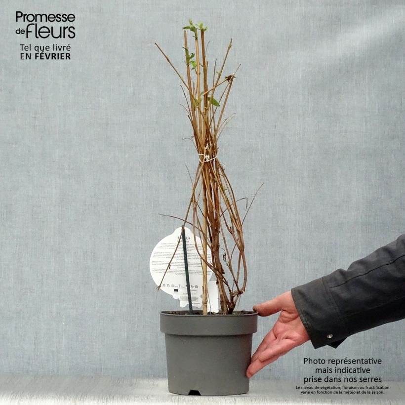 Buddleja lindleyana - Albero delle farfalle Vaso da 4L/5L esemplare consegnato in inverno