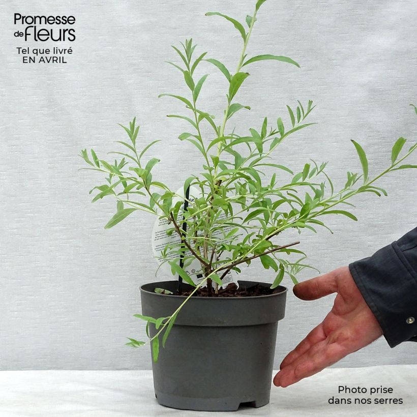 Buddleja alternifolia Unique - Albero delle farfalle Vaso da 3L/4L esemplare consegnato in primavera
