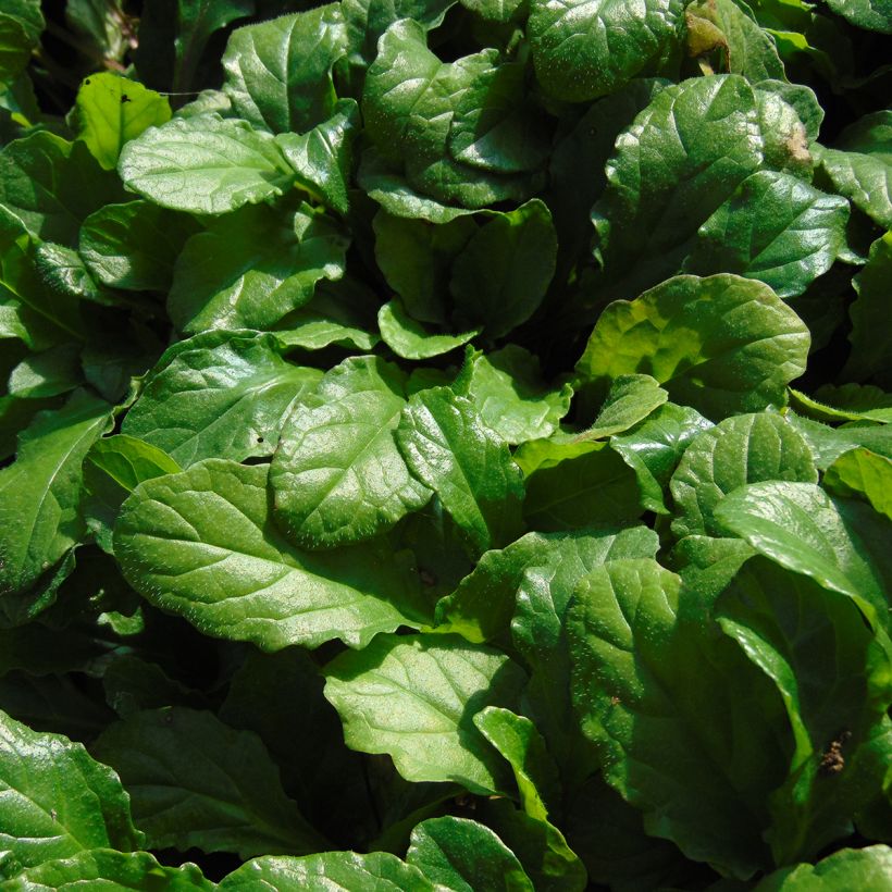 Ajuga reptans - Bugola (Fogliame)
