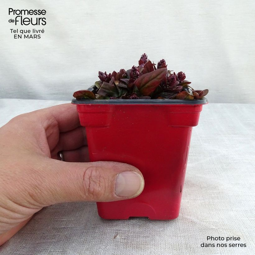 Ajuga reptans Atropurpurea - Bugola Vasetto da 7/8 cm esemplare consegnato in inverno