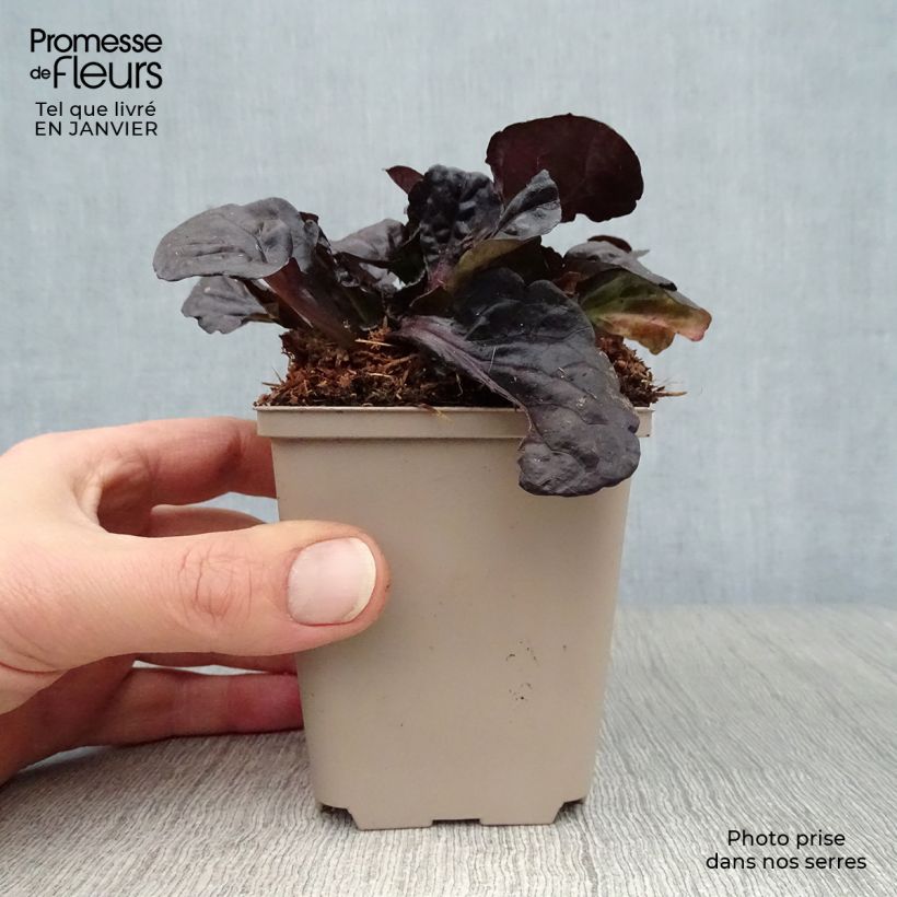 Ajuga reptans Black Scallop - Bugola Vasetto da 8/9 cm esemplare consegnato in inverno