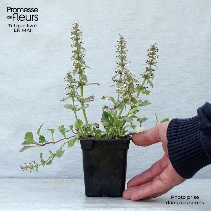 Ajuga reptans Burgundy Glow - Bugola Vasetto da 7/8 cm esemplare consegnato in primavera