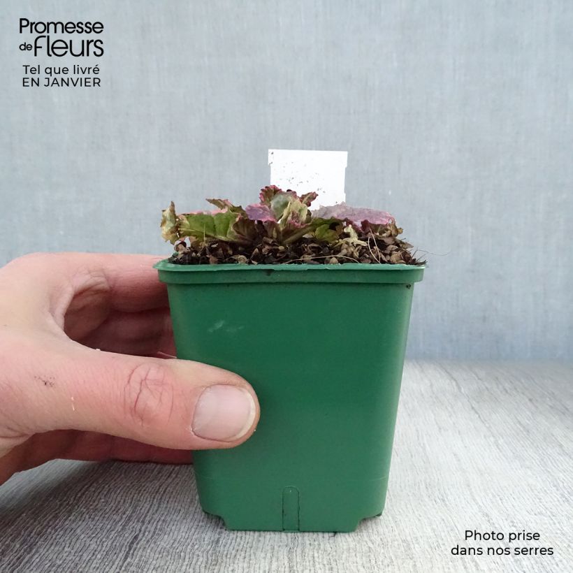 Ajuga reptans Burgundy Glow - Bugola Vasetto da 7/8 cm esemplare consegnato in inverno