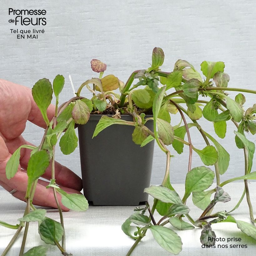 Ajuga reptans Catlin's Giant - Bugola Vasetto da 8/9 cm esemplare consegnato in primavera