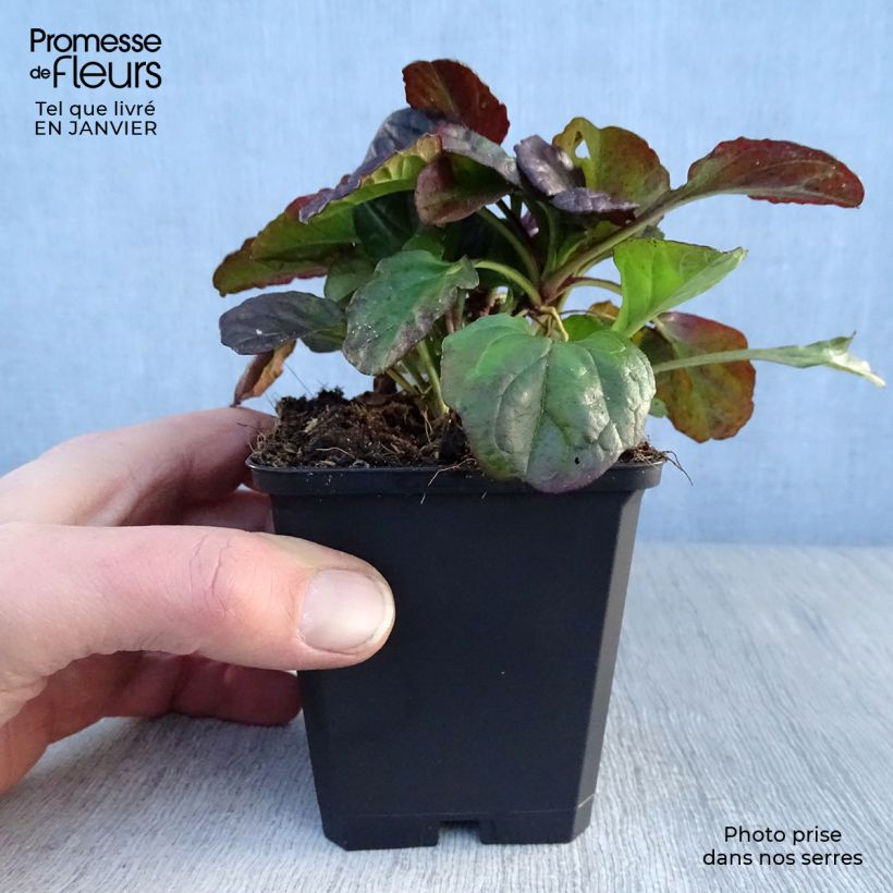 Ajuga reptans Catlin's Giant - Bugola Vasetto da 8/9 cm esemplare consegnato in inverno