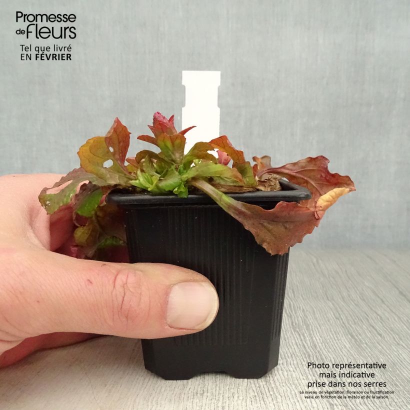 Ajuga reptans Gold Chang - Bugola Vasetto da 8/9 cm esemplare consegnato in inverno