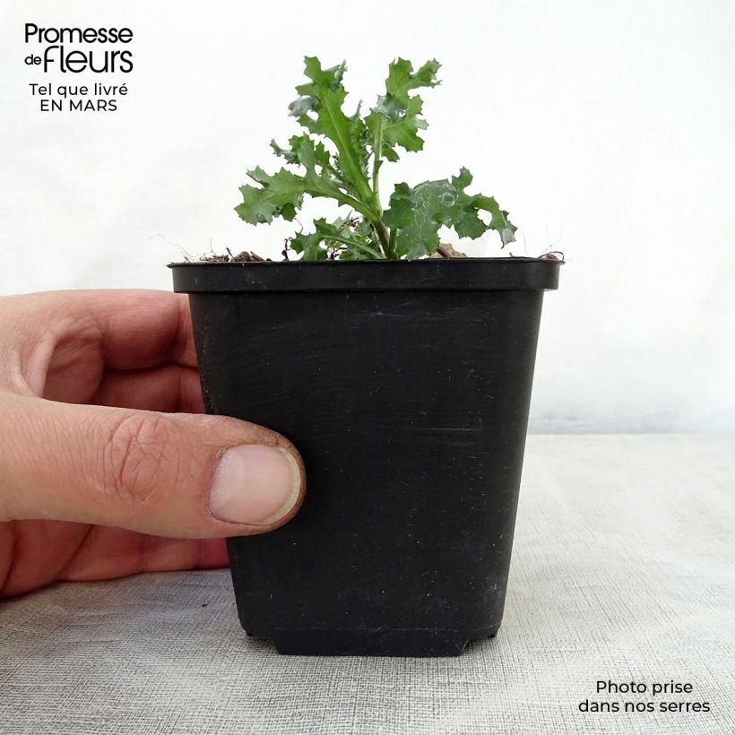 Ajuga reptans Golden Glow - Bugola Vasetto da 8/9 cm esemplare consegnato in primavera