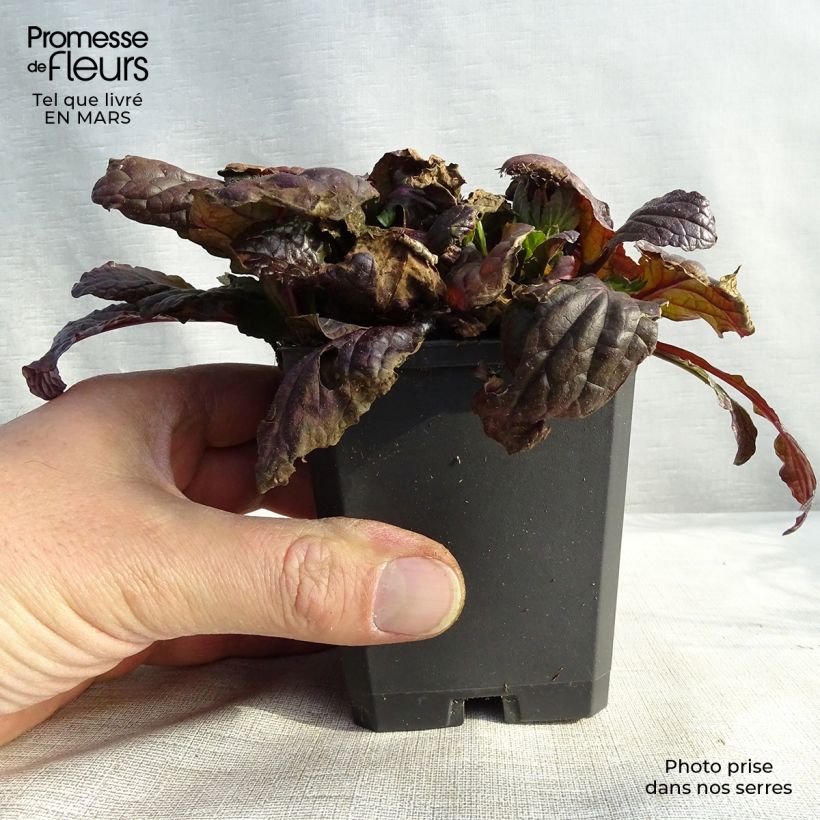 Ajuga reptans Multicolor - Bugola Vasetto da 8/9 cm esemplare consegnato in primavera
