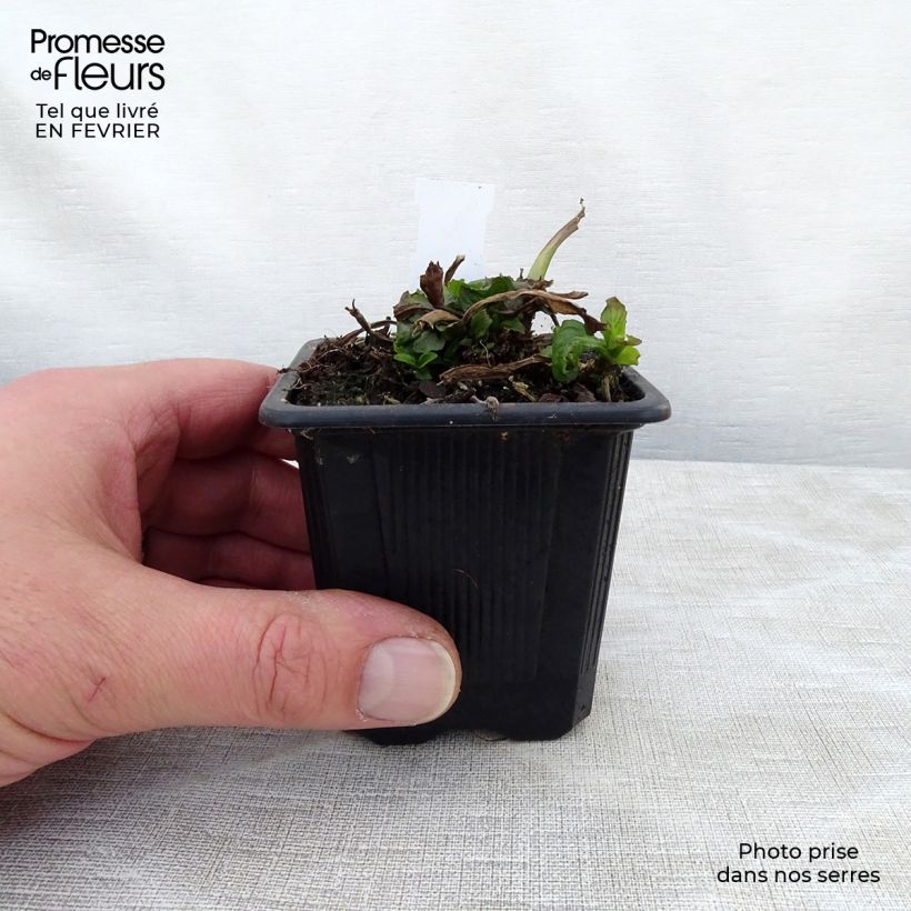 Ajuga reptans Rosea - Bugola rosa Vasetto da 8/9 cm esemplare consegnato in inverno