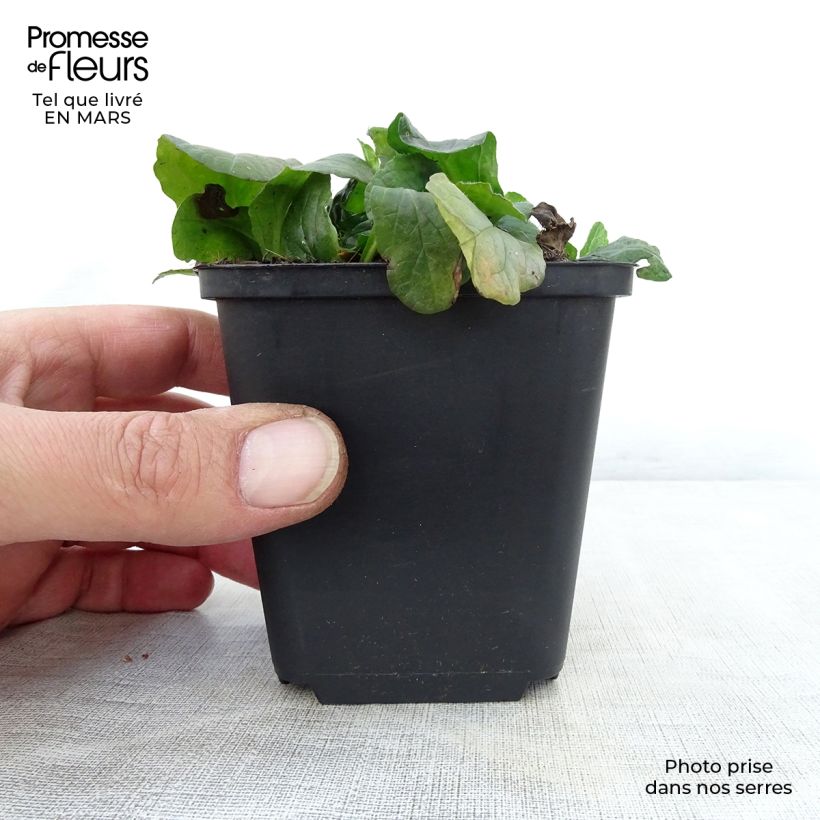 Ajuga reptans Sanne - Bugola Vasetto da 8/9 cm esemplare consegnato in primavera