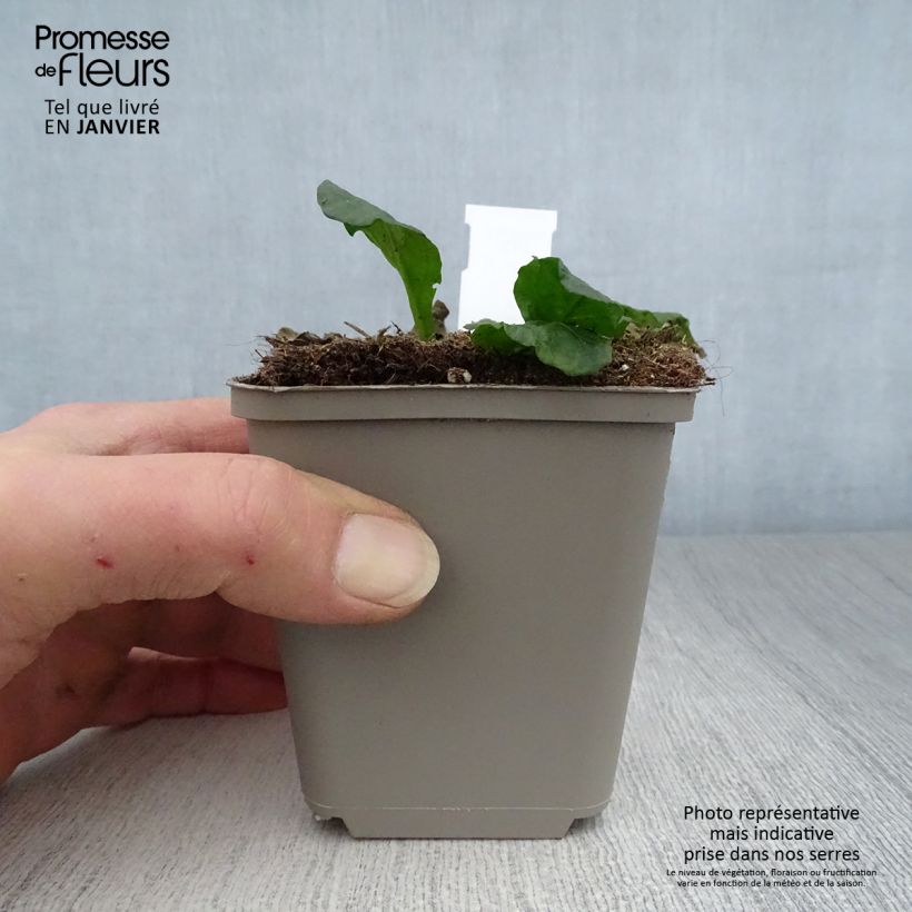 Ajuga reptans Sanne - Bugola Vasetto da 8/9 cm esemplare consegnato in inverno