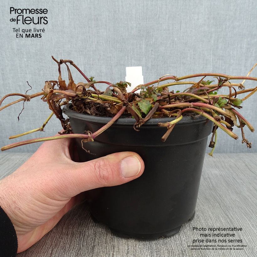 Ajuga reptans - Bugola Vaso da 2L/3L esemplare consegnato in inverno