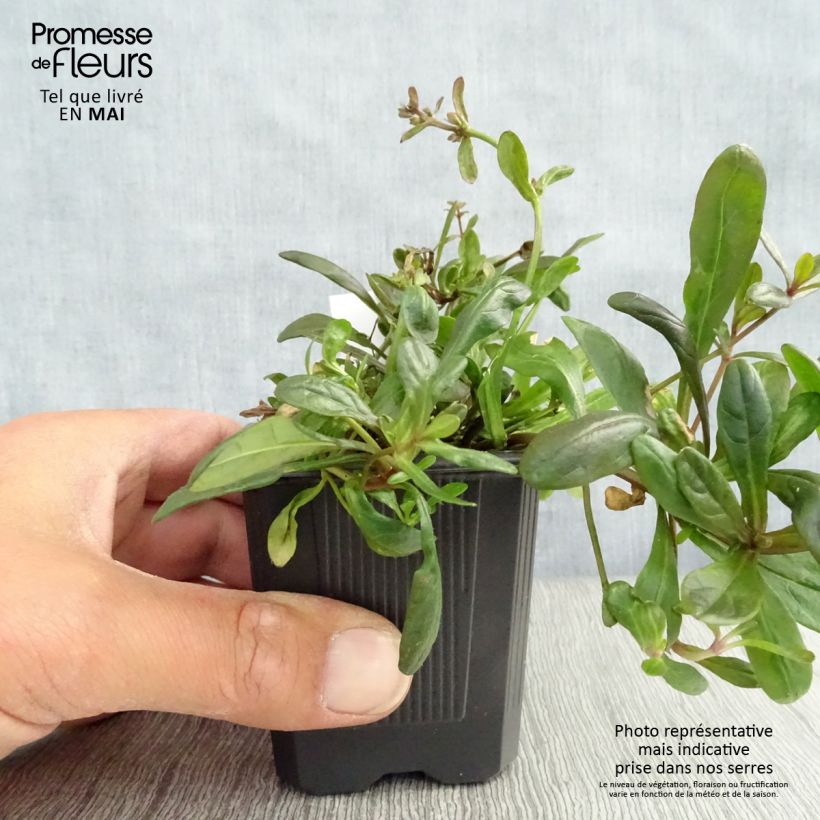 Ajuga Chocolate Chip - Bugola Vasetto da 8/9 cm esemplare consegnato in primavera