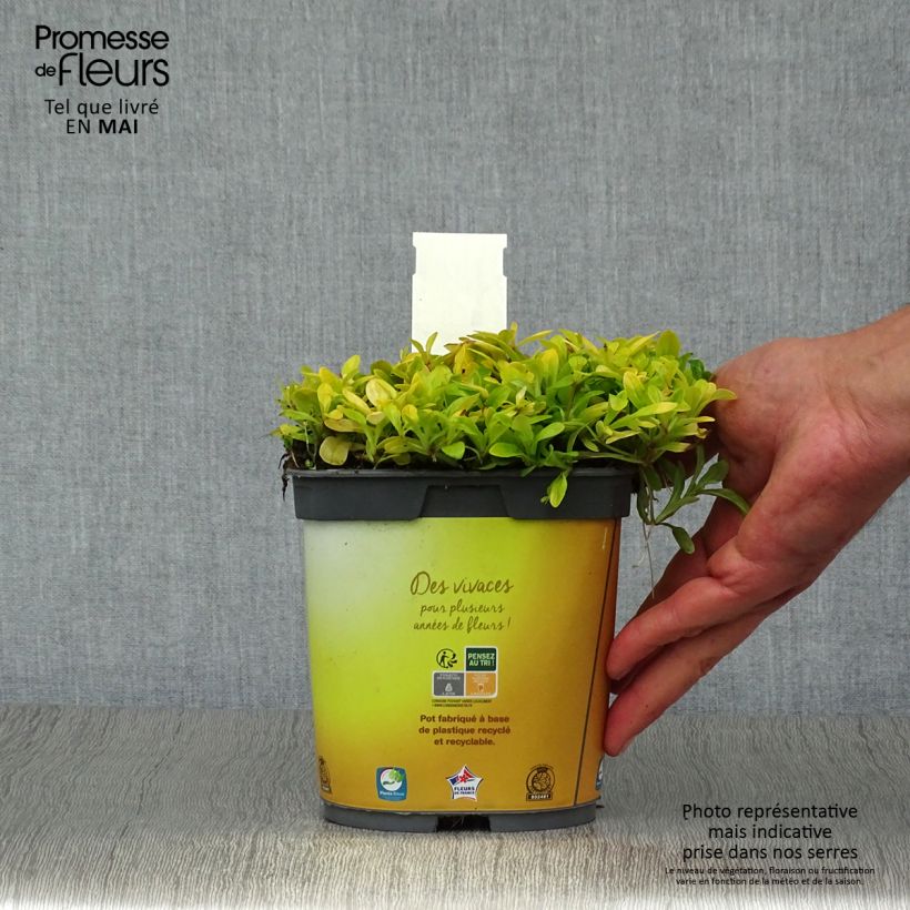 Ajuga Cordial Canary - Bugola Vaso da 2L/3L esemplare consegnato in primavera