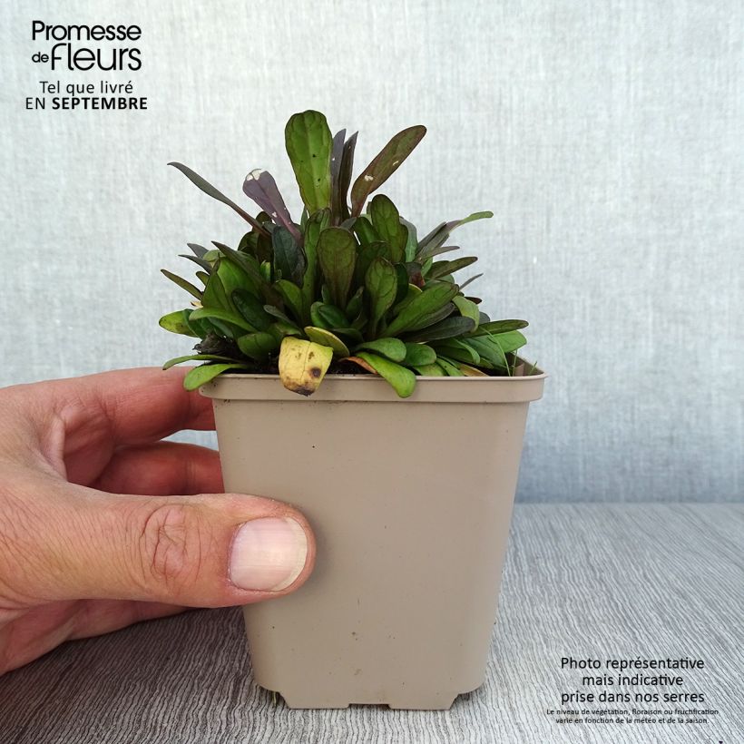 Esemplare di Ajuga Dixie Chip - Bugola Vasetto da 8/9 cm come consegnato in autunno