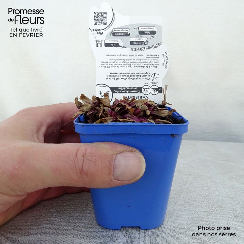 Ajuga Princess Nadia - Bugola Vasetto da 8/9 cm esemplare consegnato in inverno