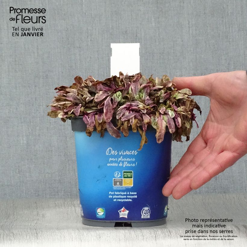 Ajuga Princess Nadia - Bugola Vaso da 1,5L/2L esemplare consegnato in inverno