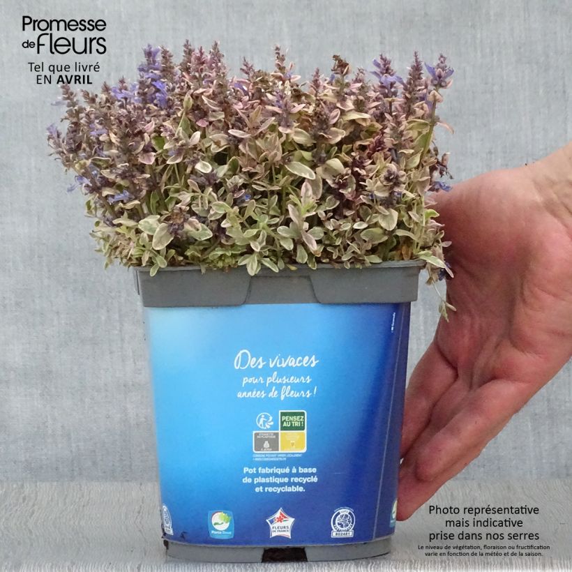 Ajuga Princess Nadia - Bugola Vaso da 1,5L/2L esemplare consegnato in primavera