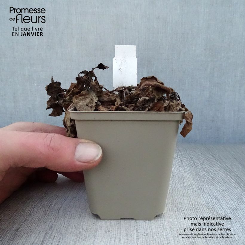 Ajuga reptans Variegata - Bugola Vasetto da 8/9 cm esemplare consegnato in inverno