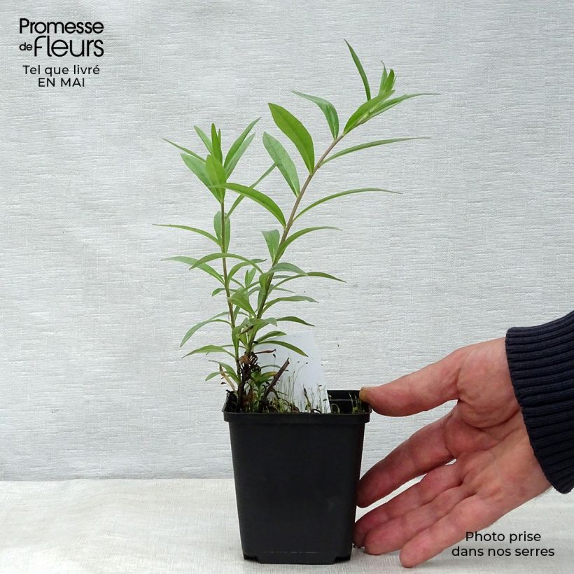 Buglossoides purpurocaerulea - Erba-perla azzurra Vasetto da 8/9 cm esemplare consegnato in primavera