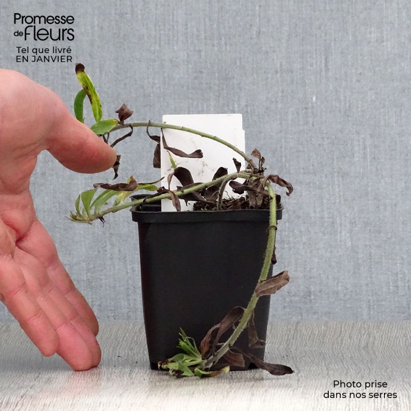 Buglossoides purpurocaerulea - Erba-perla azzurra Vasetto da 8/9 cm esemplare consegnato in inverno