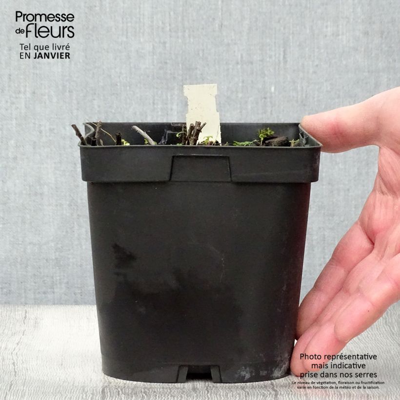 Buglossoides purpurocaerulea - Erba-perla azzurra Vaso da 2L/3L esemplare consegnato in inverno