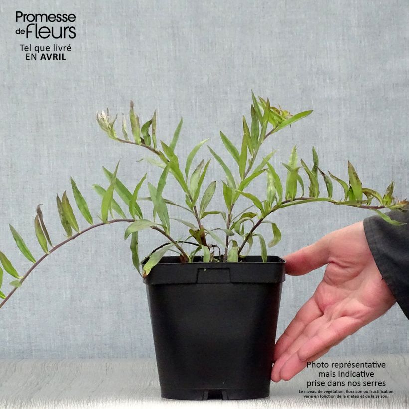 Buglossoides purpurocaerulea - Erba-perla azzurra Vaso da 2L/3L esemplare consegnato in primavera