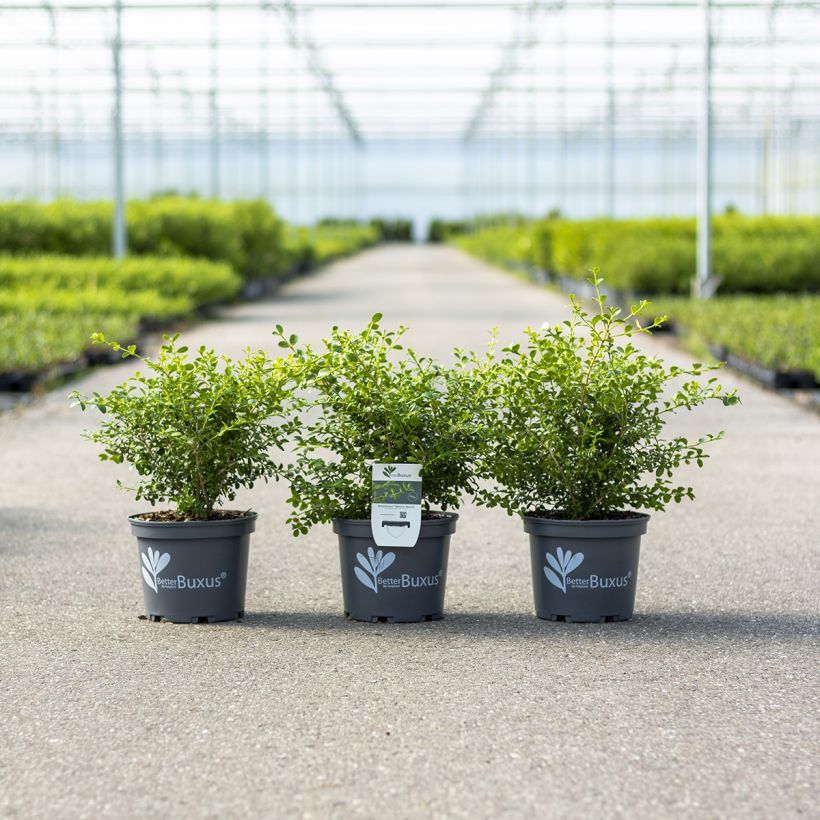 Buxus Betterbuxus Babylon Beauty - Bosso (Porto)