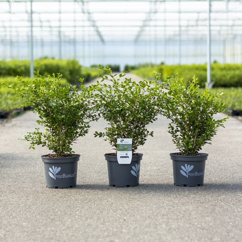 Buxus Betterbuxus Heritage - Bosso (Porto)