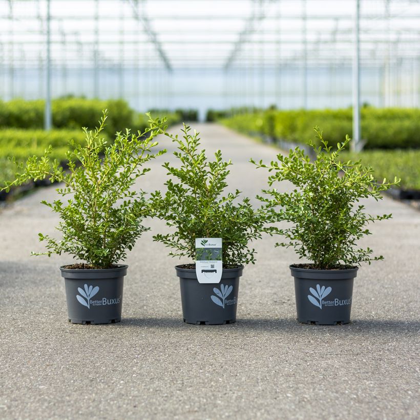 Buxus Betterbuxus Renaissance - Bosso (Porto)