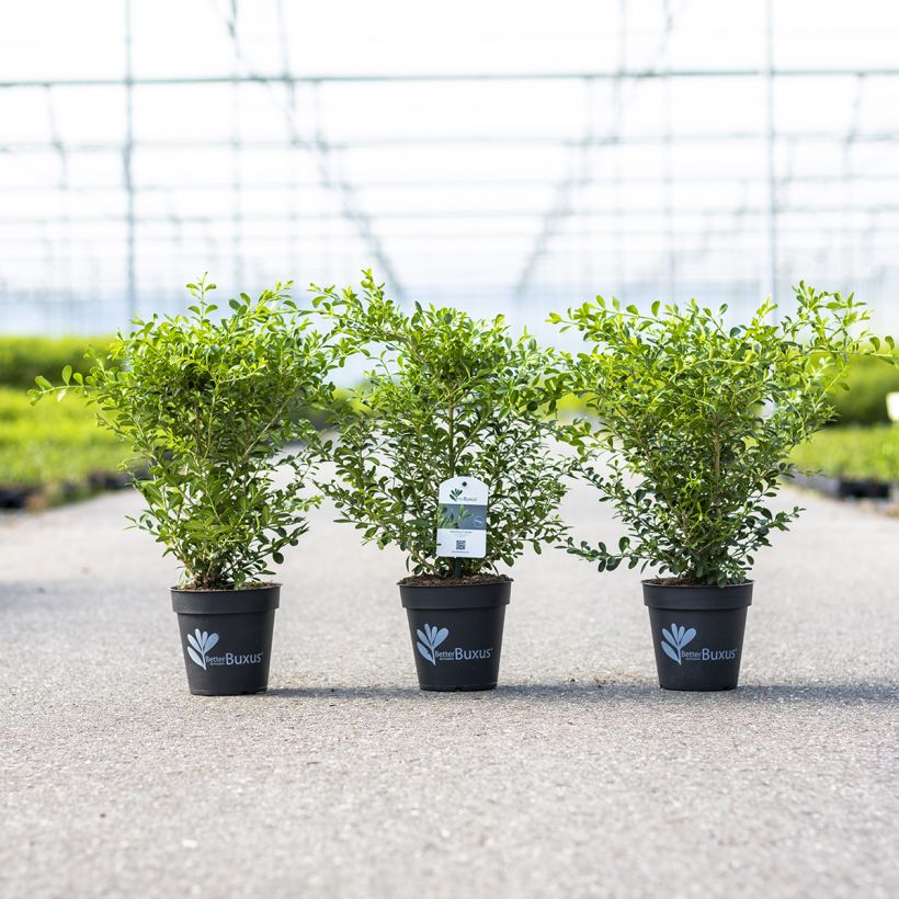 Buxus Betterbuxus Skylight - Bosso (Porto)