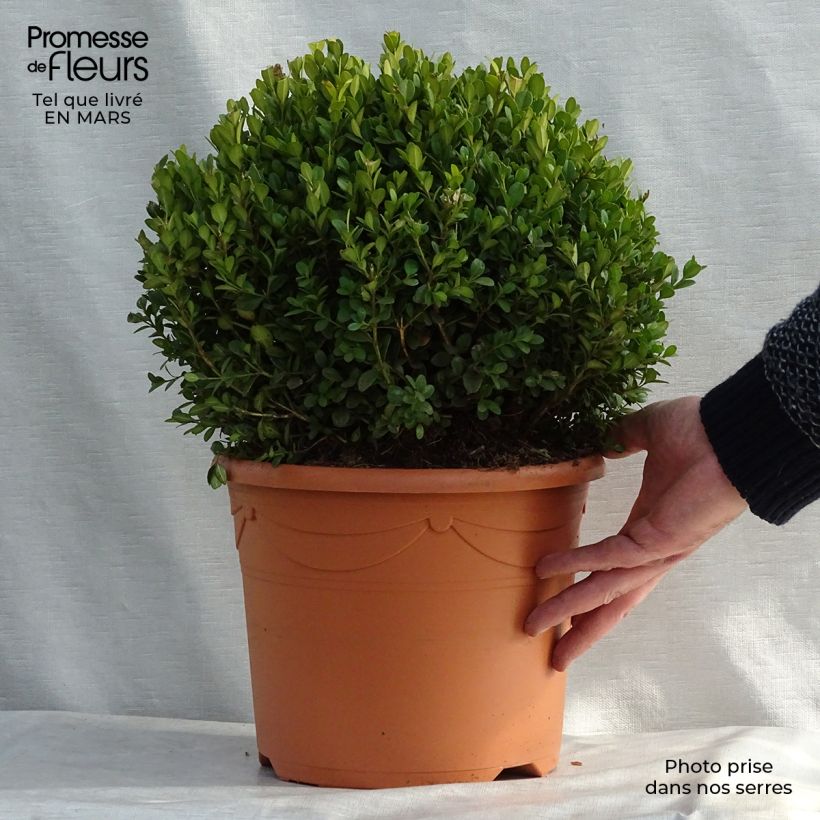 Buxus microphylla Faulkner - Bosso microfillo Vaso da 7,5L/10L esemplare consegnato in inverno
