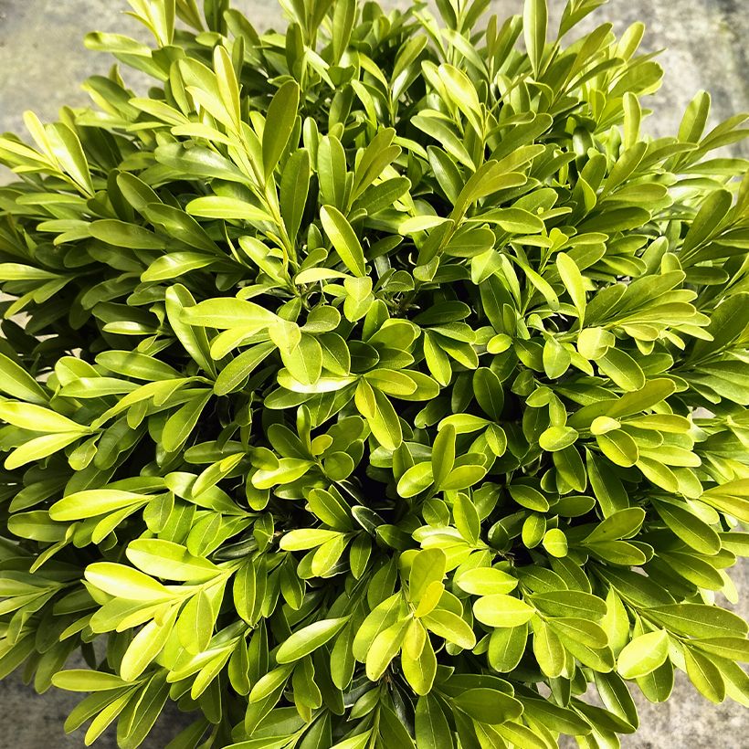 Buxus sinica var. insularis Mipo - Bosso (Fogliame)