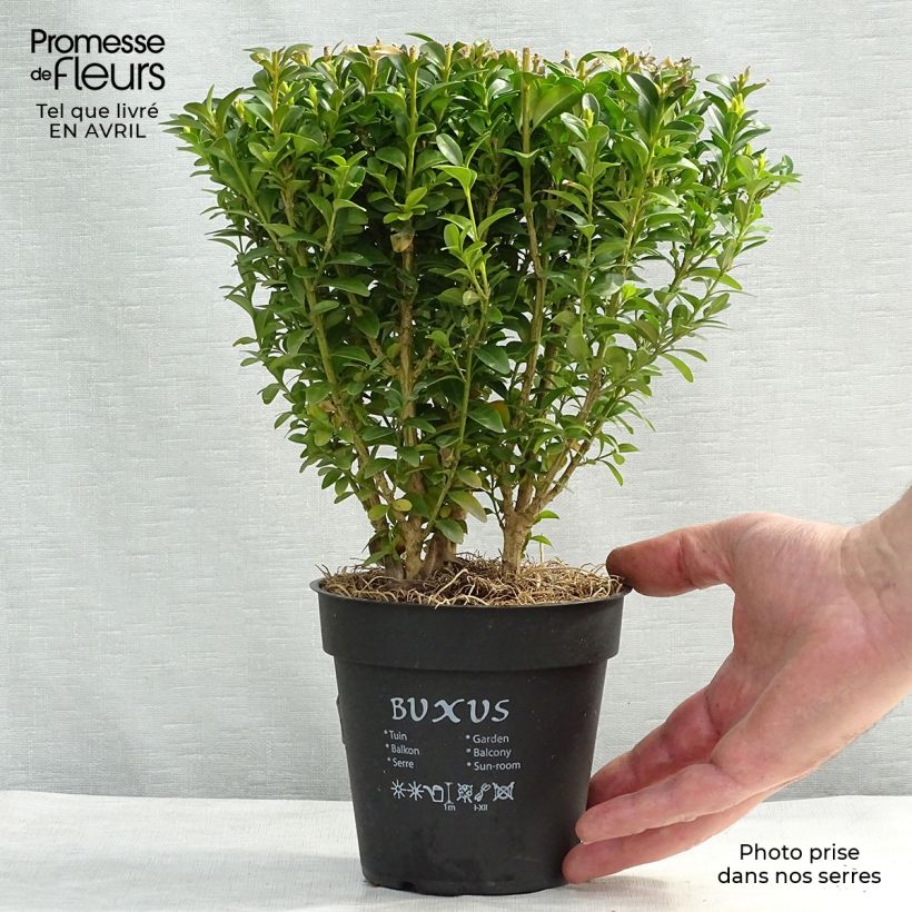 Buxus sempervirens - Bosso Vaso da Ø 12 cm / 13 cm esemplare consegnato in primavera