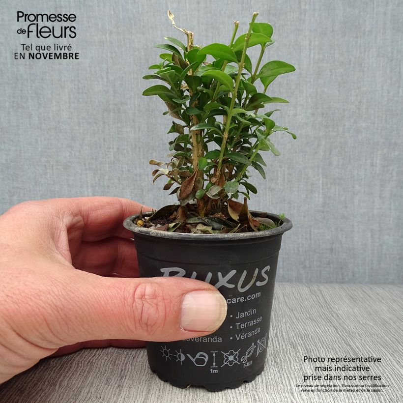 Esemplare di Buxus sempervirens - Bosso Vasetto da 8/9 cm come consegnato in autunno