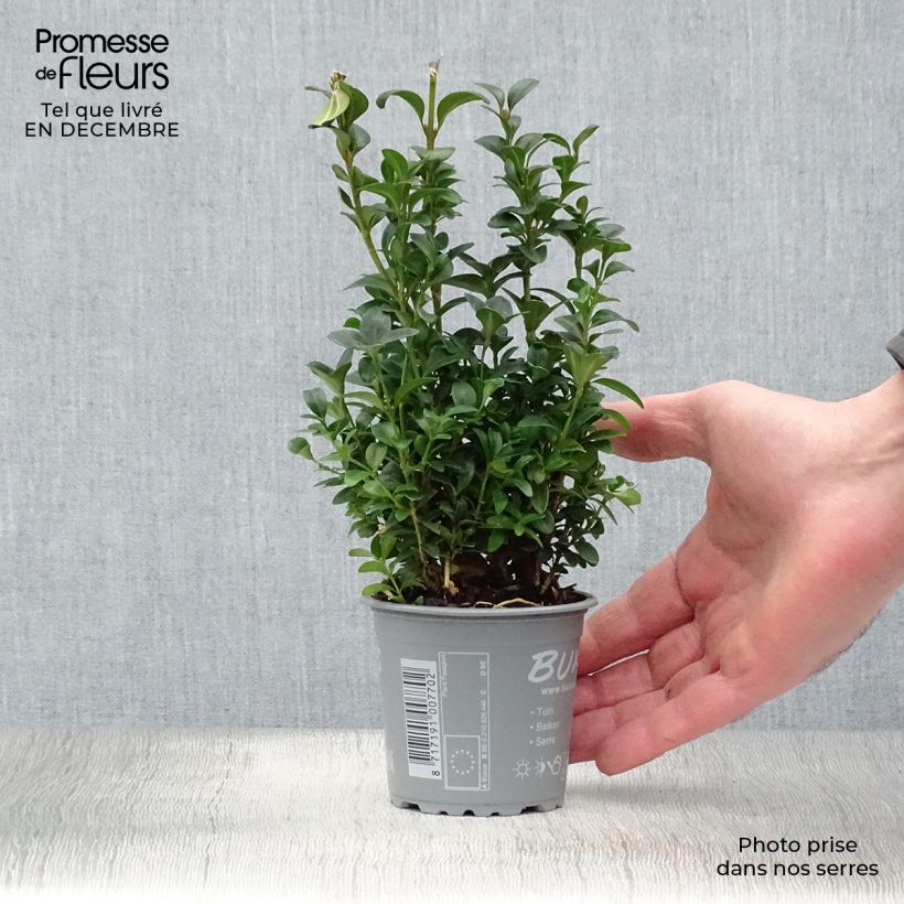 Buxus&#x20;sempervirens&#x20;-&#x20;Bosso&#x20;Vasetto&#x20;da&#x20;8&#x2F;9&#x20;cm&#x20;esemplare&#x20;consegnato&#x20;in&#x20;inverno