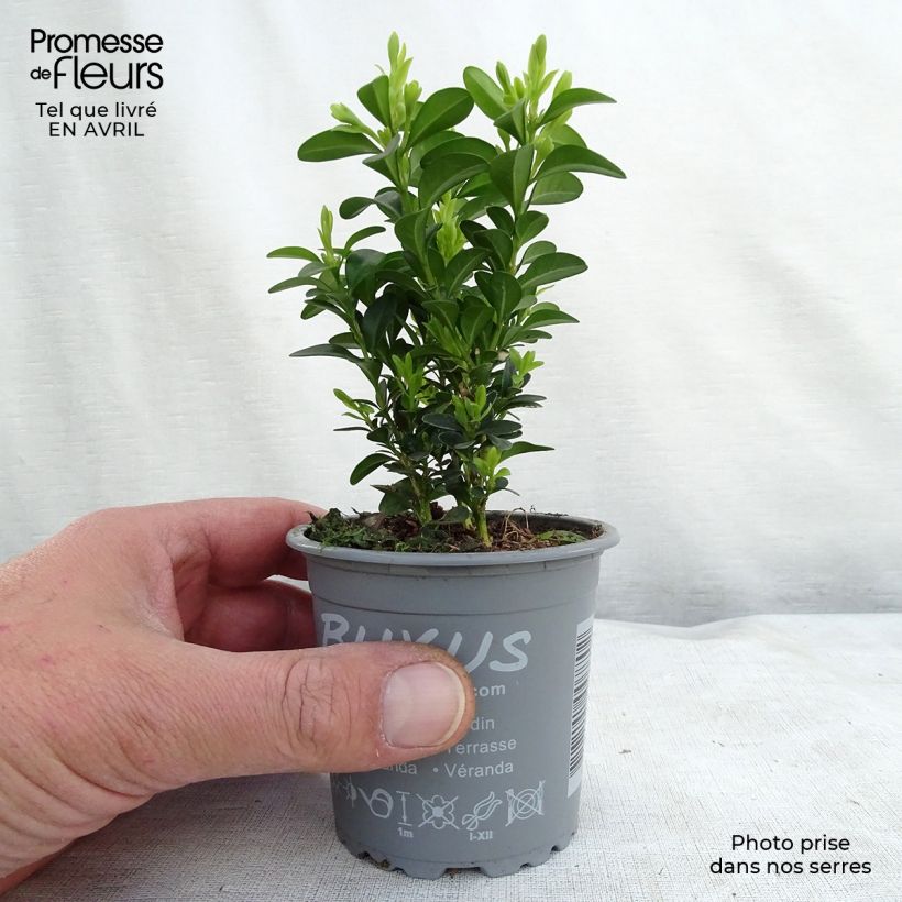 Buxus sempervirens - Bosso Vasetto da 8/9 cm esemplare consegnato in primavera