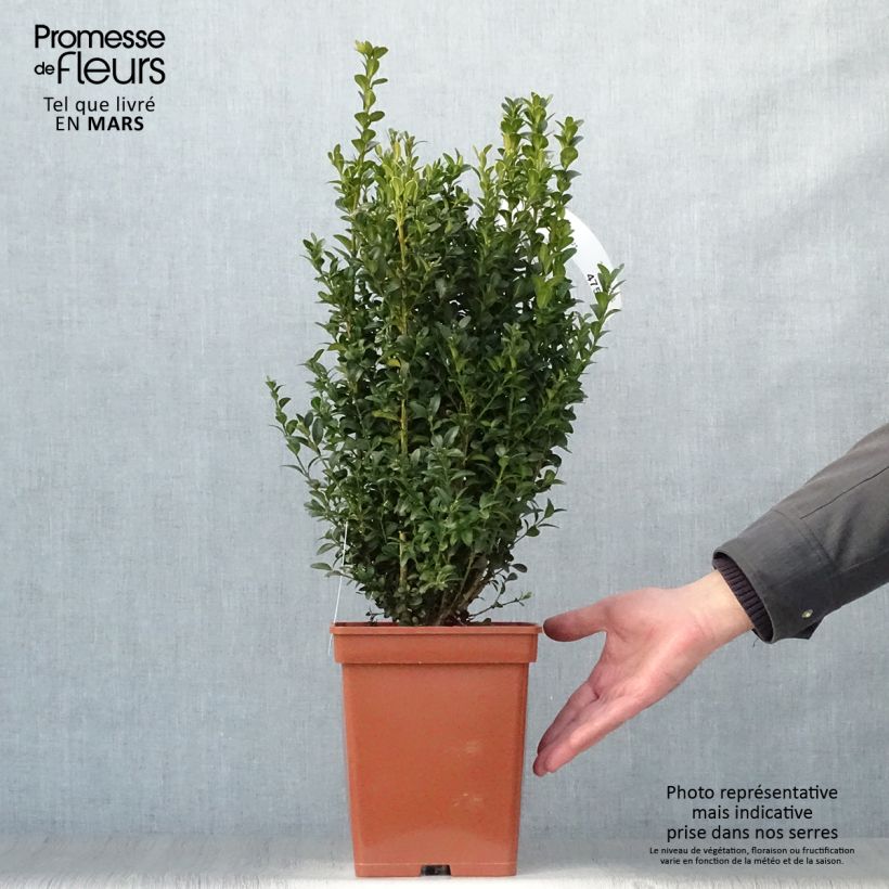 Buxus sempervirens - Bosso Zolla esemplare consegnato in primavera